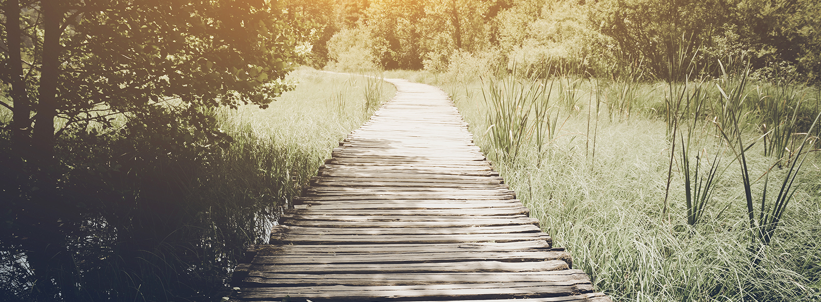 a wooden path disappears into the trees