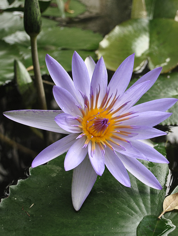 purple and yellow flower