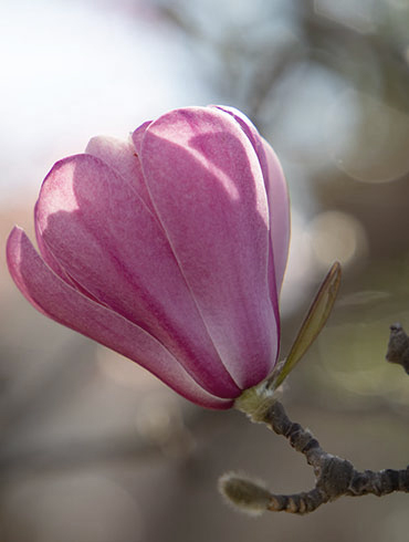 purple flower about to bloom