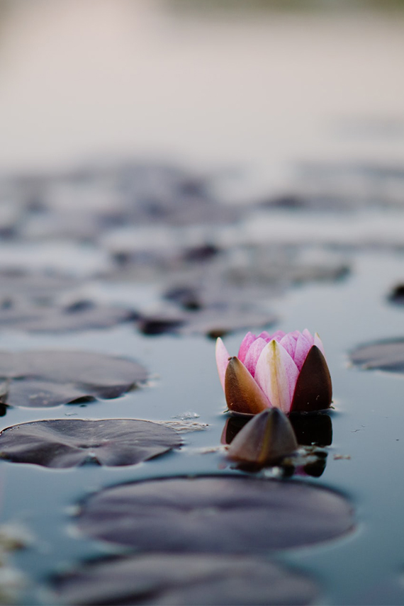 A pink lotus in a pond